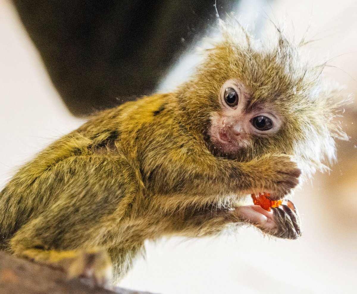Fingeraffe Zwergseidenäffchen-Nachwuchs - Zoofreunde Dortmund