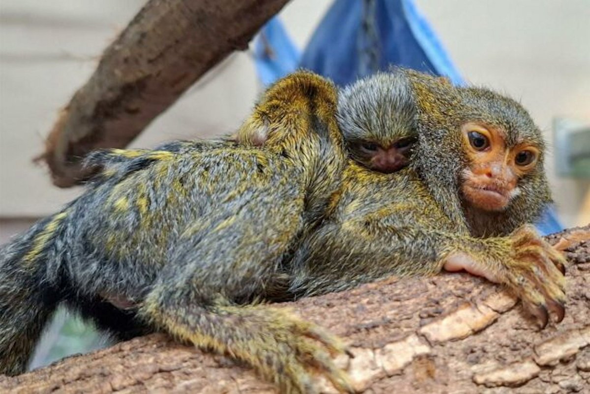 Fingeraffe Zwergseidenäffchenbabys im Zoo Dortmund - Zoofreunde Dortmund
