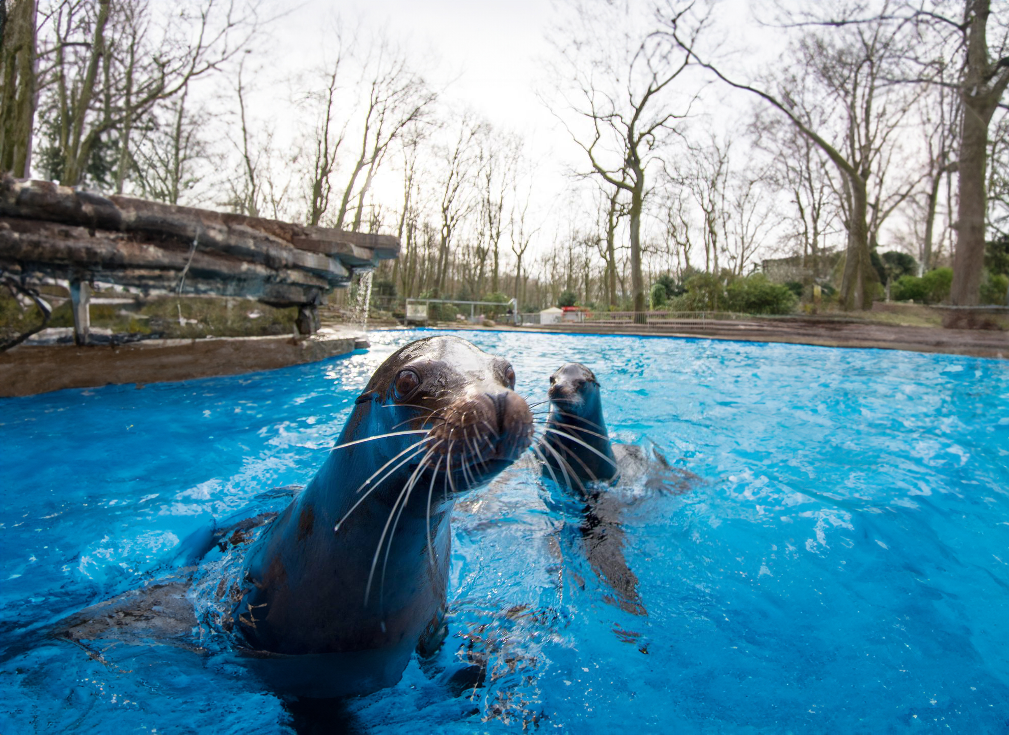 Seelöwen im Wasser