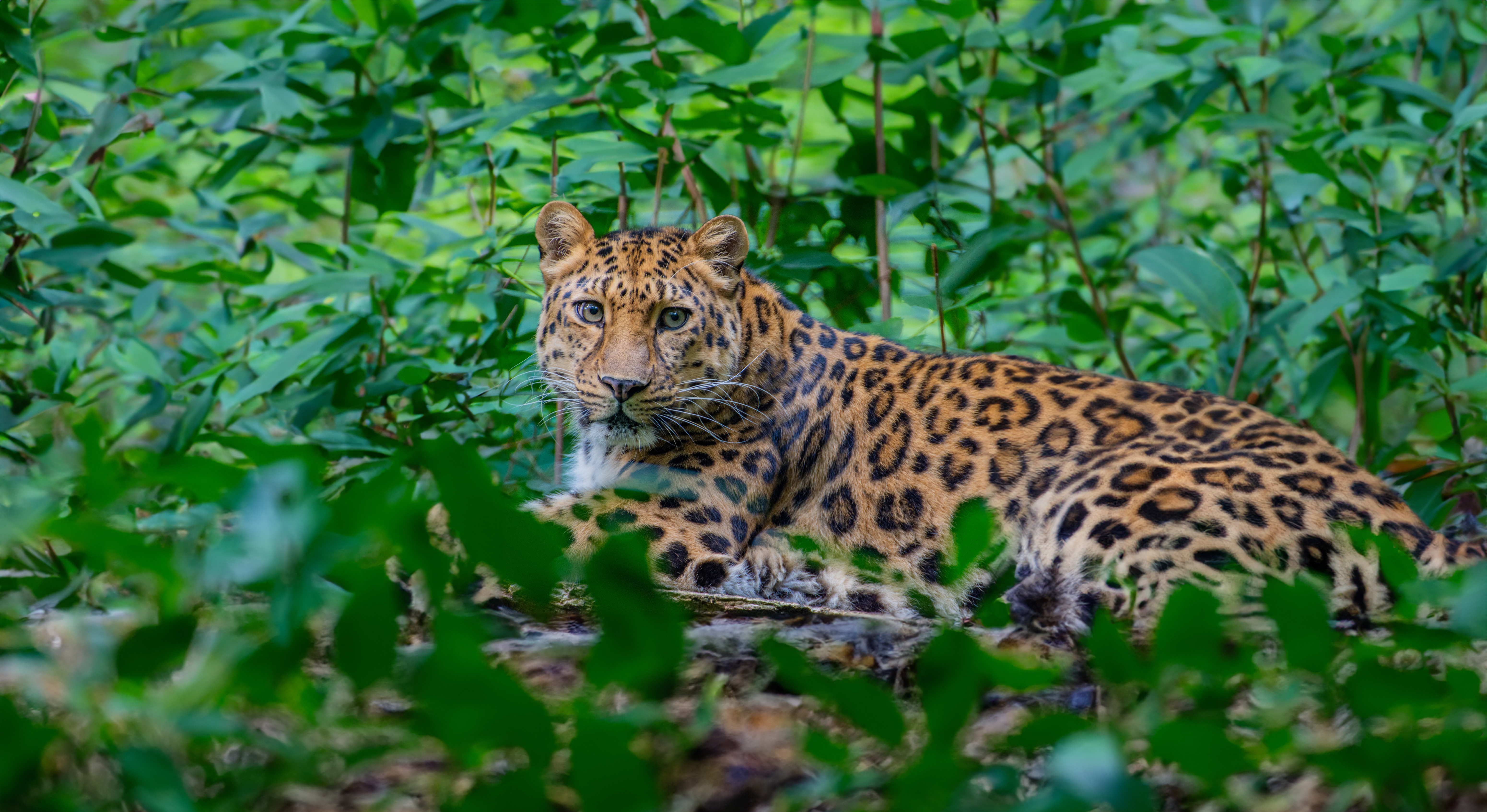Leopard im Gras