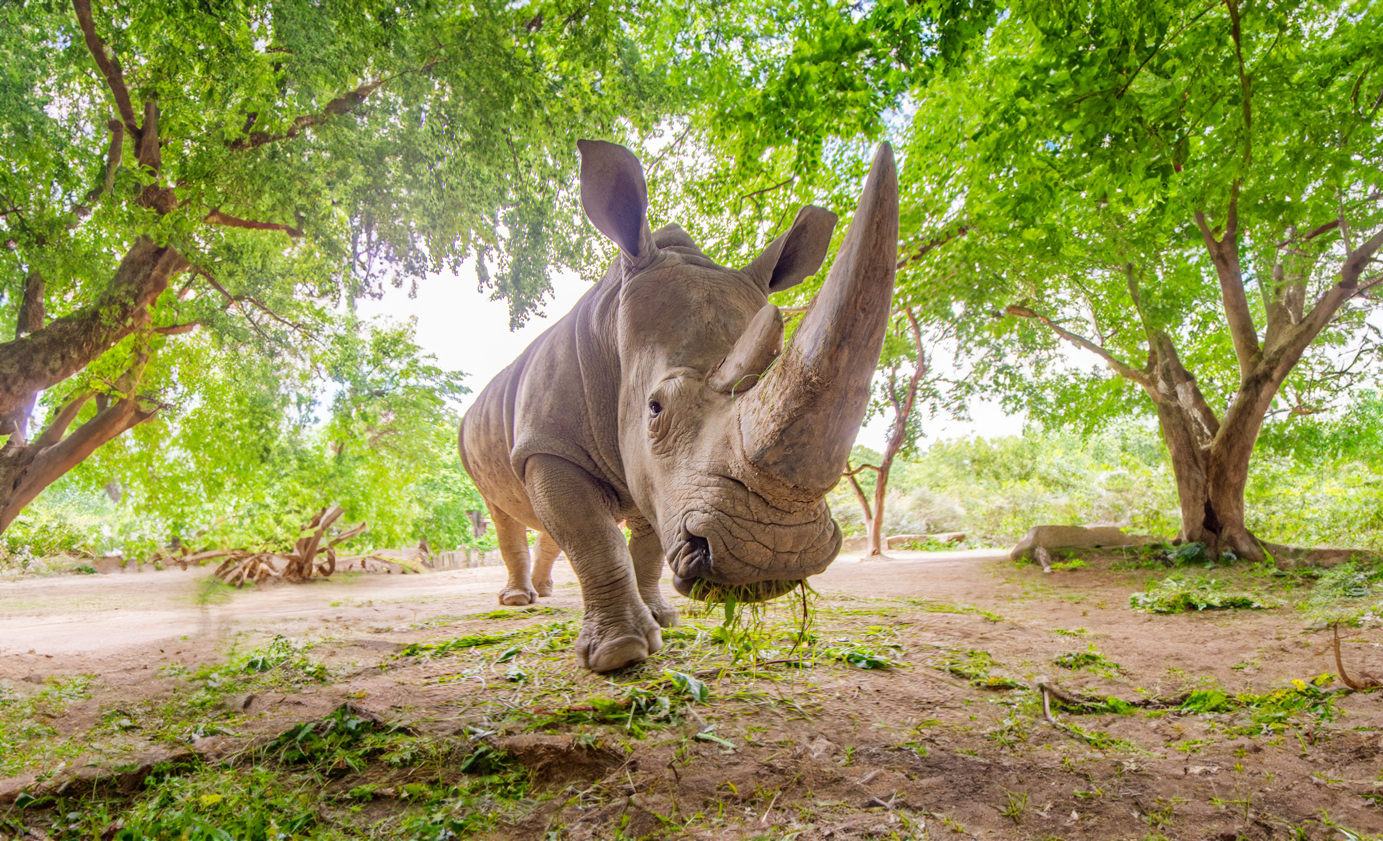 Nashorn zwischen Bäumen