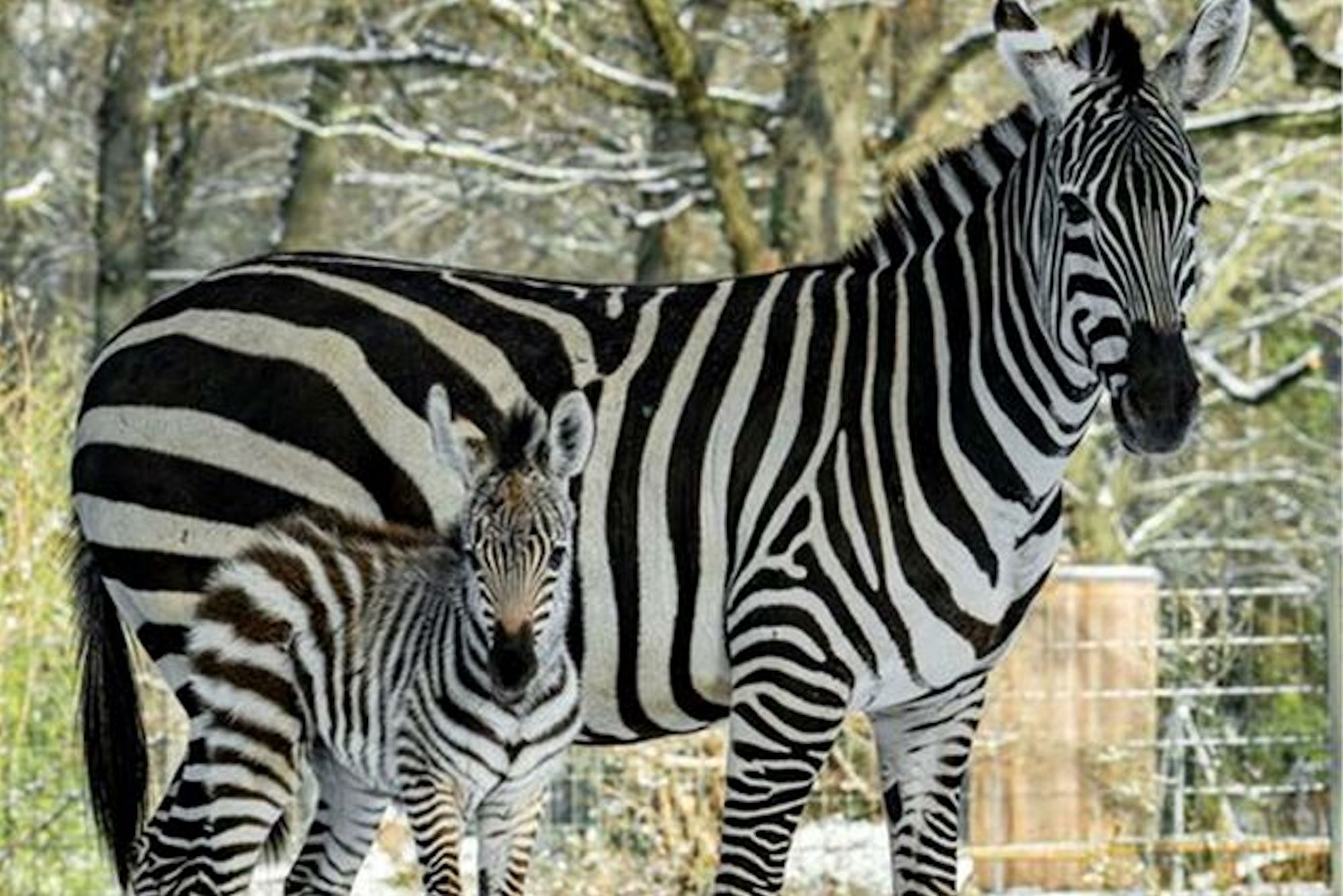 Zebrababy Bukoko mit Muttertier Frigga