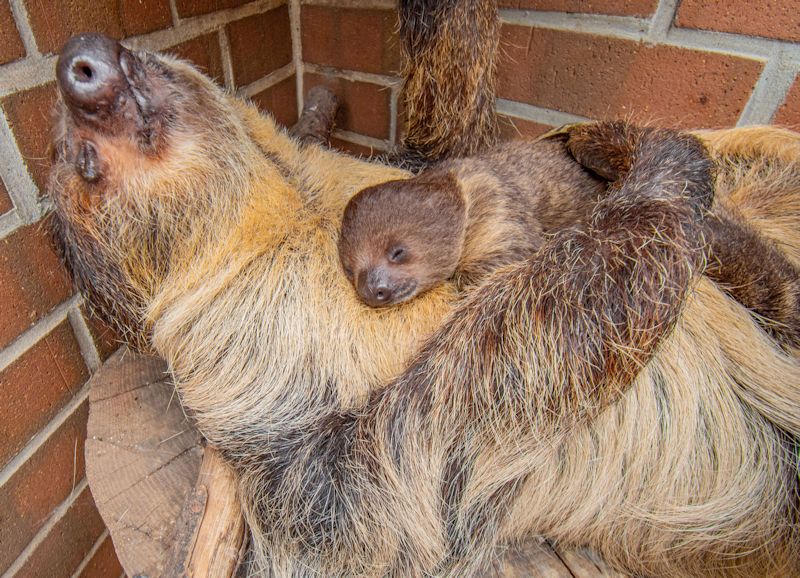 Faultier-Jungtier und Mutter Hexe bei einem Mittagsschläfchen im Tamandua-Haus (Bild: Marcel Stawinoga)