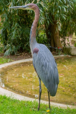 Der erwachsene Goliathreiher im Zoo Dortmund (Bilder: Marcel Stawinoga)