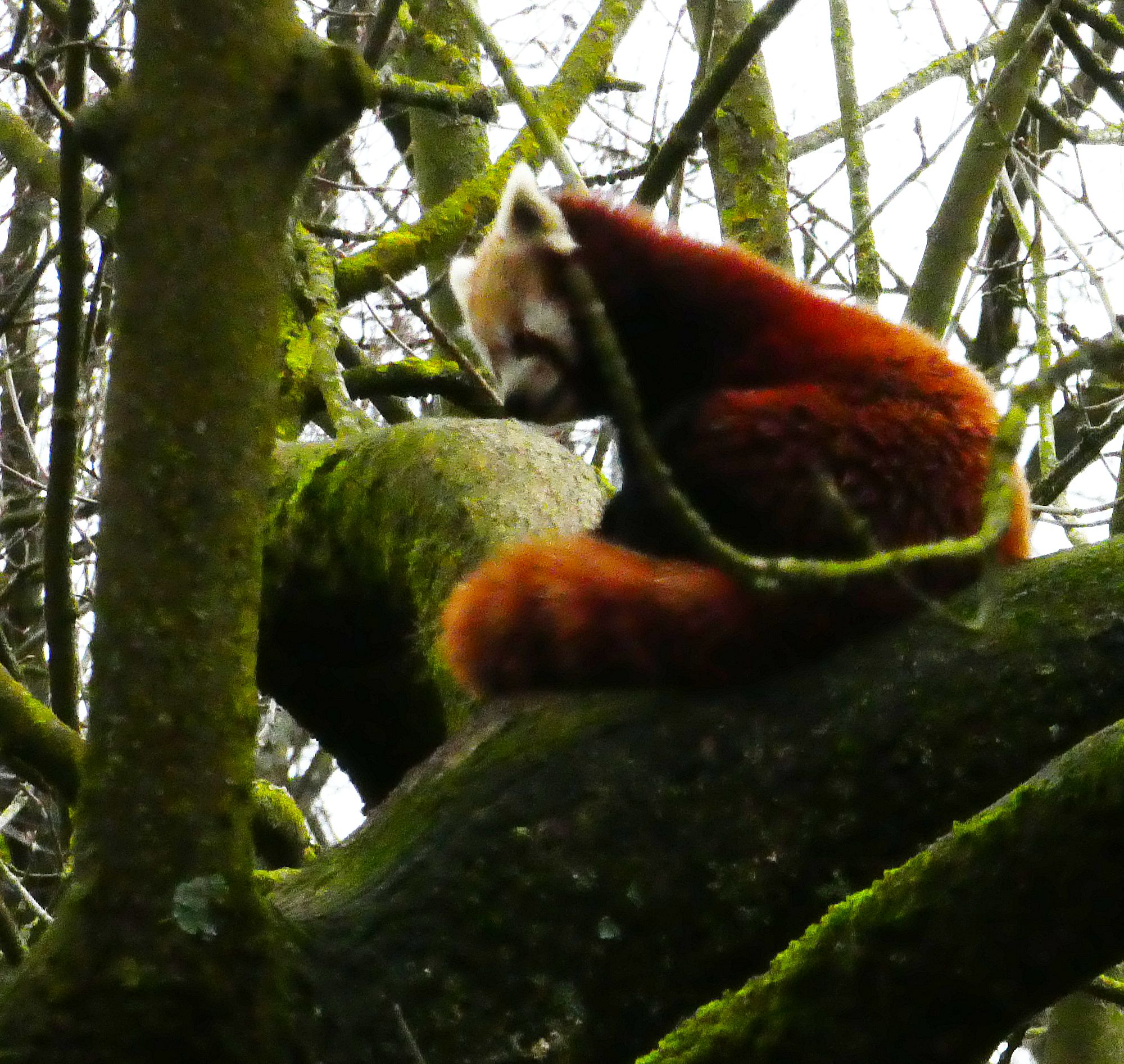 Kleiner Panda Zoo Dortmund