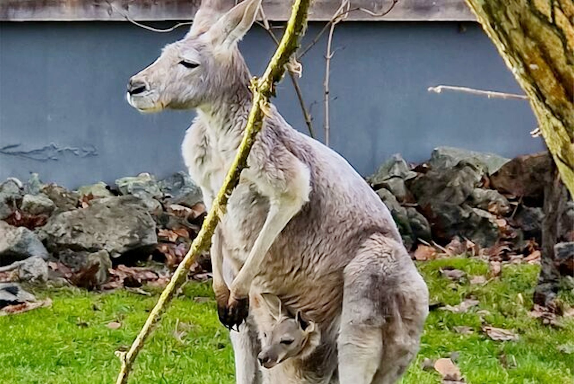 Känguru Mia mit Nachwuchs