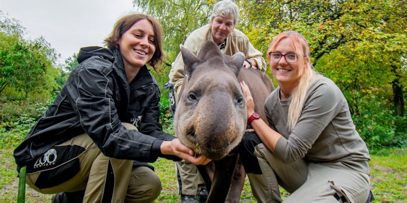 Tapir-Opa Kuni mit seinen Tierpflegerinnen Sabine Faller, Ilona Mayer und Elena Bald