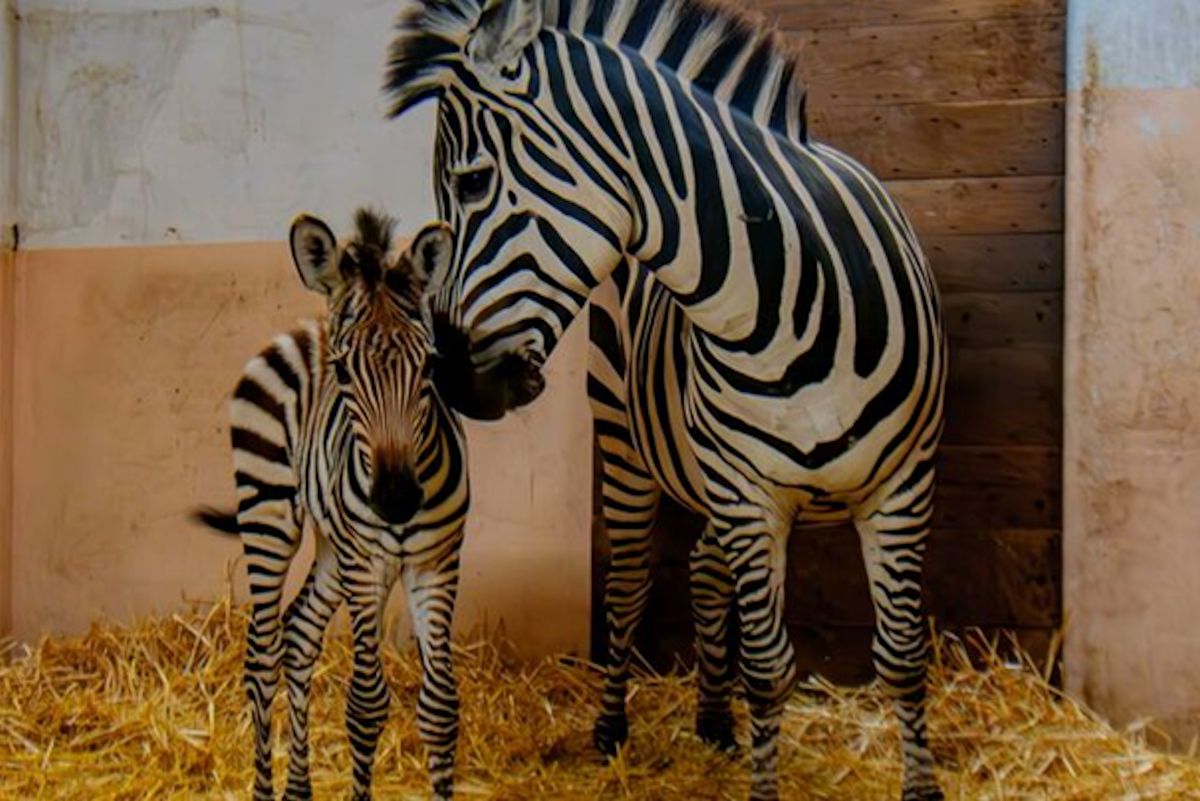 Zebra-Stute Hope und Fohlen Bakari