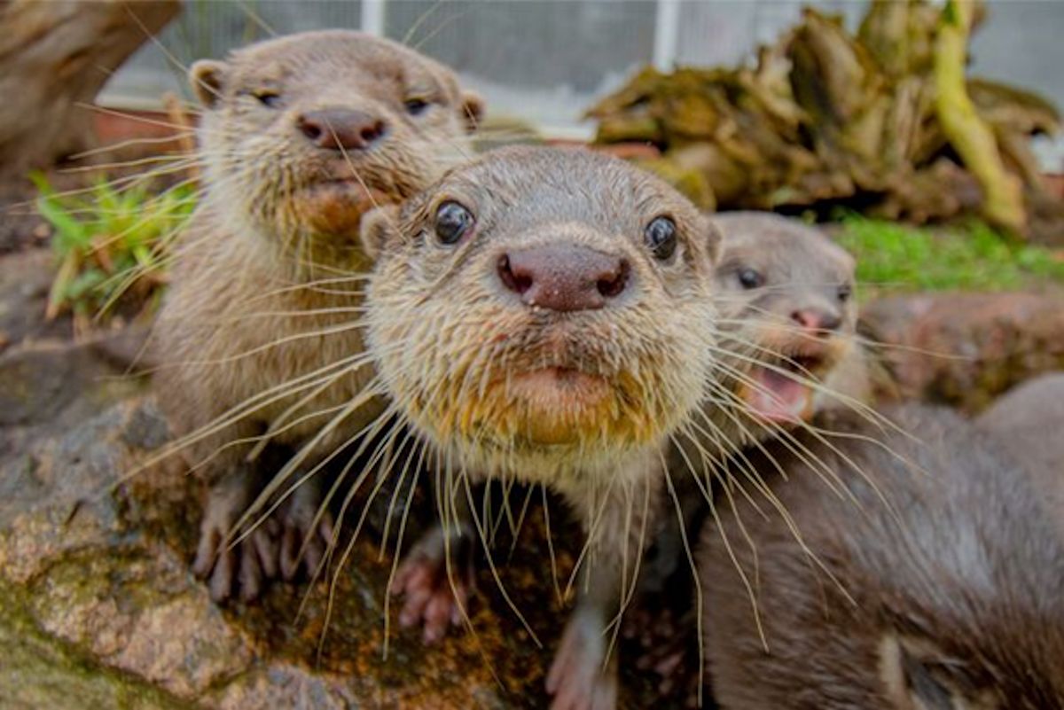 Zwergotter im Zoo Dortmund (M. Stawinoga)