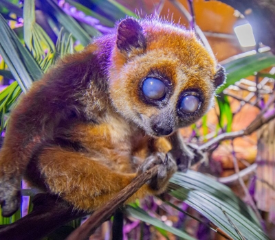 Zwergplumplori Rosi im Plumplori-Gehege im Regenwaldhaus (Bild: Marcel Stawinoga)