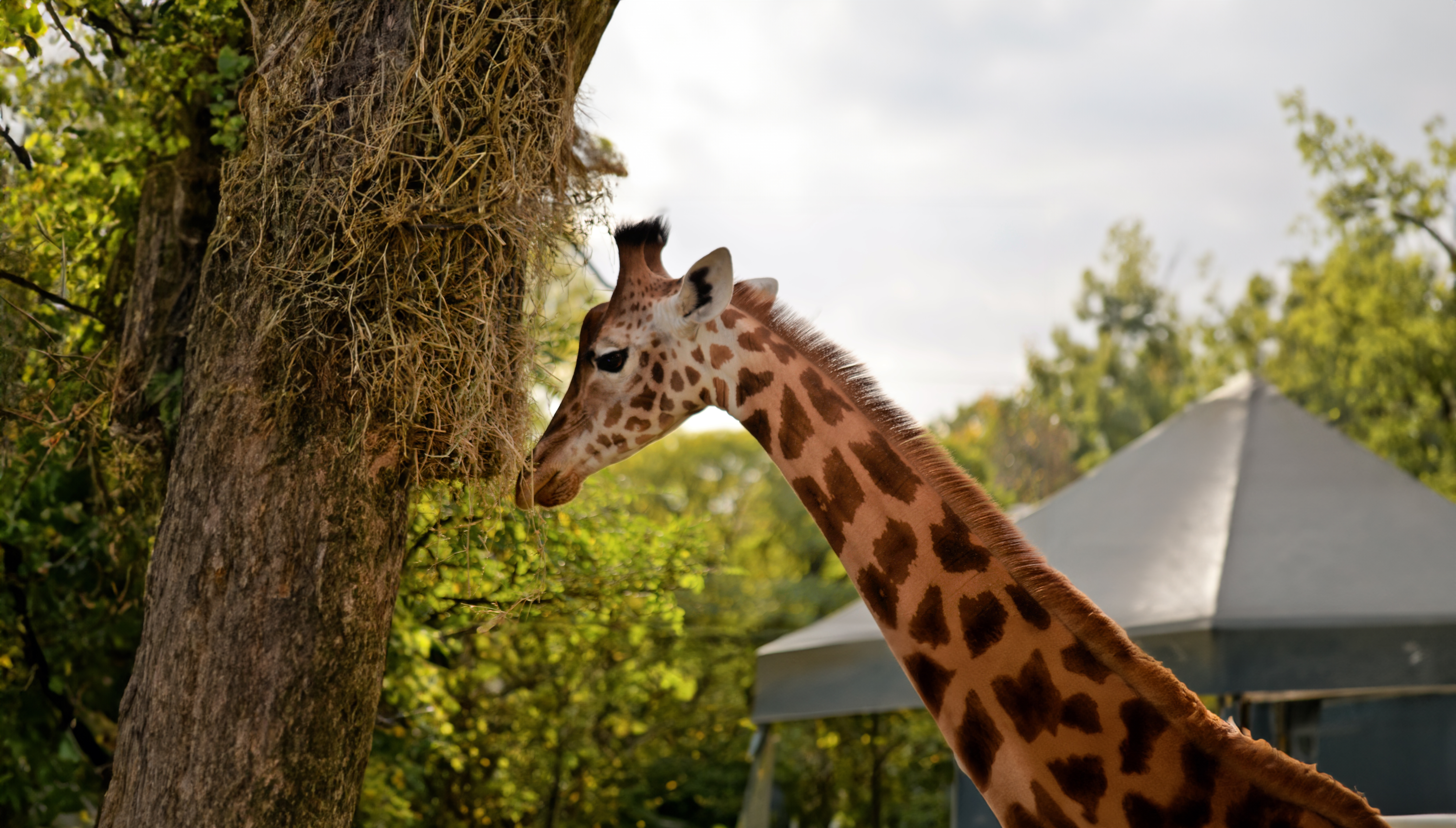Giraffe frisst am Baum